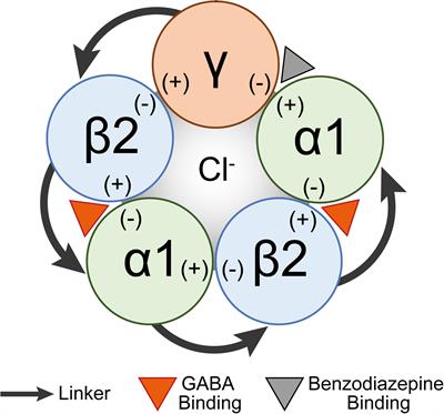 The Z-Drugs Zolpidem, Zaleplon, and Eszopiclone Have Varying Actions on Human GABAA Receptors Containing γ1, γ2, and γ3 Subunits